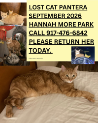 Lost Female Cat last seen Hannah More Park, Reisterstown, MD, Reisterstown, MD 21136