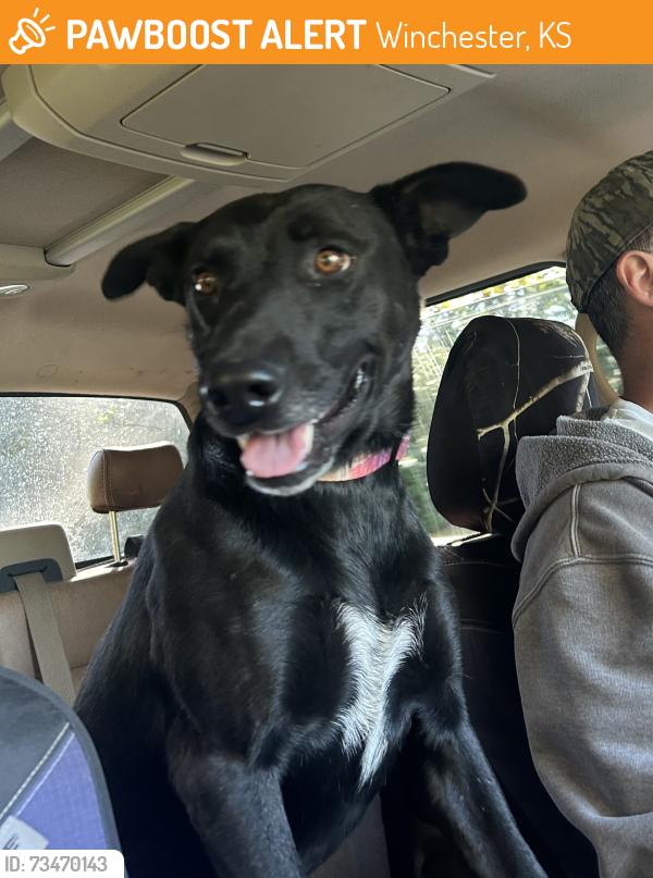 Found/Stray Male Dog last seen 182nd Scott, Winchester, KS 66097