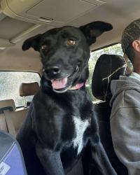 Found/Stray Male Dog last seen 182nd Scott, Winchester, KS 66097
