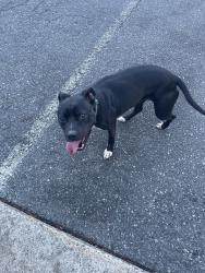 Found/Stray Female Dog last seen Iredell internal medicine, Statesville, NC 28677