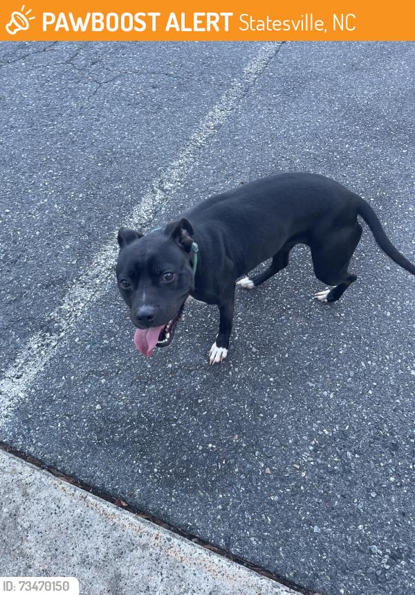 Found/Stray Female Dog last seen Iredell internal medicine, Statesville, NC 28677