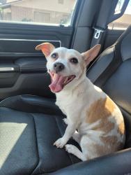 Reunited Male Dog last seen E Princess dr &Recker Rd, Mesa, AZ 85205