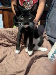 Found/Stray Female Cat last seen Villarreal elementary, San Antonio, TX 78228
