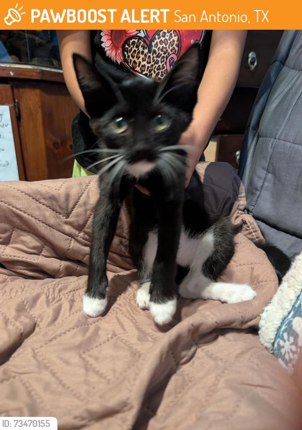 Found/Stray Female Cat last seen Villarreal elementary, San Antonio, TX 78228