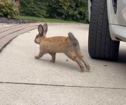 Found/Stray Unknown Rabbit last seen Big beaver and crooks, Troy, MI 48084