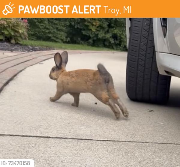 Found/Stray Unknown Rabbit last seen Big beaver and crooks, Troy, MI 48084
