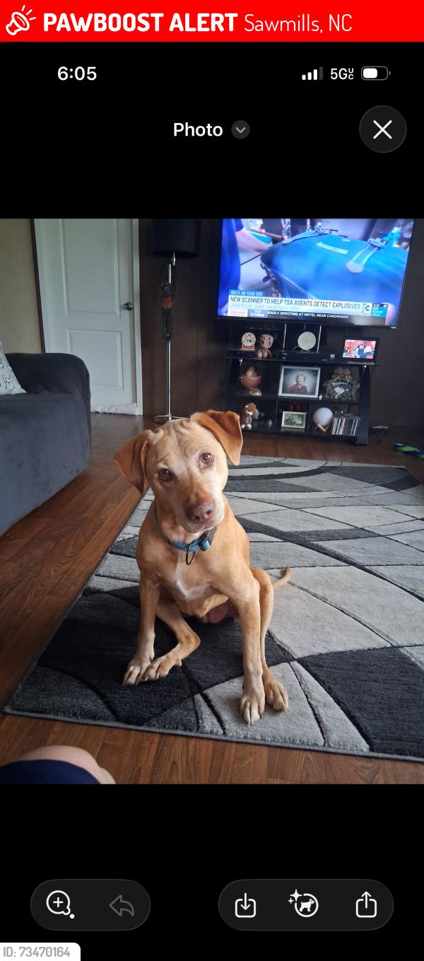 Lost Female Dog last seen Bakers Circle, Sawmills, NC 28638