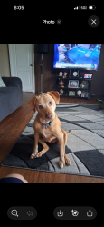 Lost Female Dog last seen Bakers Circle, Sawmills, NC 28638