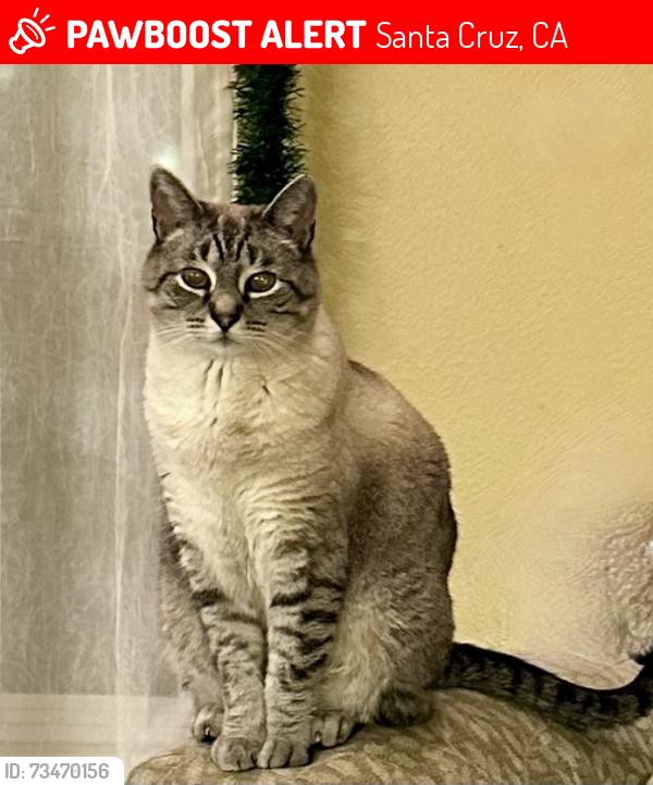 Lost Male Cat last seen McMillan Drive and Nobel Drive, Santa Cruz, CA, Santa Cruz, CA 95060