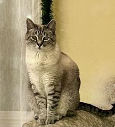 Lost Male Cat last seen McMillan Drive and Nobel Drive, Santa Cruz, CA, Santa Cruz, CA 95060