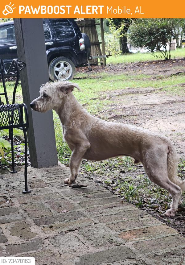 Found/Stray Male Dog last seen Greenwich hills neighborhood, Mobile, AL 36609