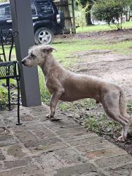 Found/Stray Male Dog last seen Greenwich hills neighborhood, Mobile, AL 36609