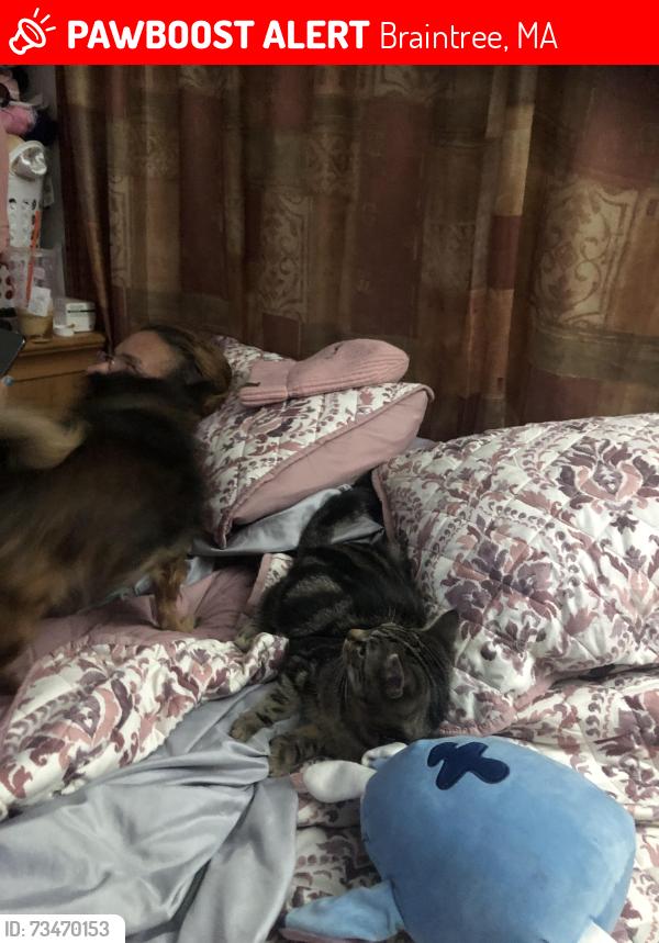Lost Female Dog last seen Washington street braintree, Braintree, MA 02184