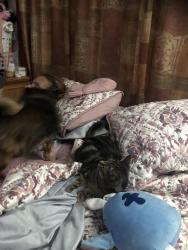 Lost Female Dog last seen Washington street braintree, Braintree, MA 02184