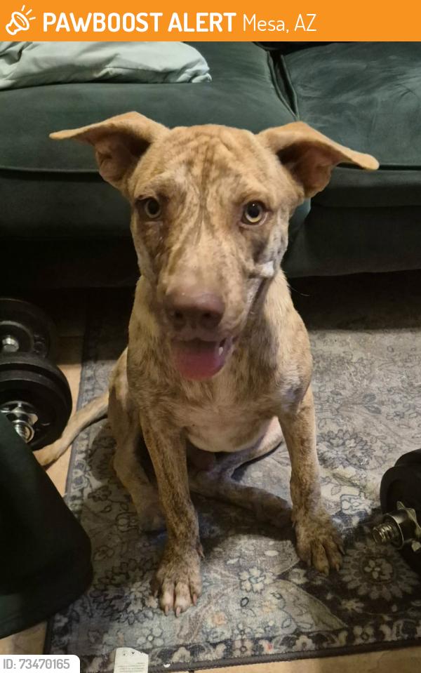Found/Stray Male Dog last seen Found at Fry's., Mesa, AZ 85203