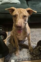 Found/Stray Male Dog last seen Found at Fry's., Mesa, AZ 85203