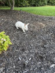 Found/Stray Unknown Rabbit last seen Big beaver and crooks, Troy, MI 48084