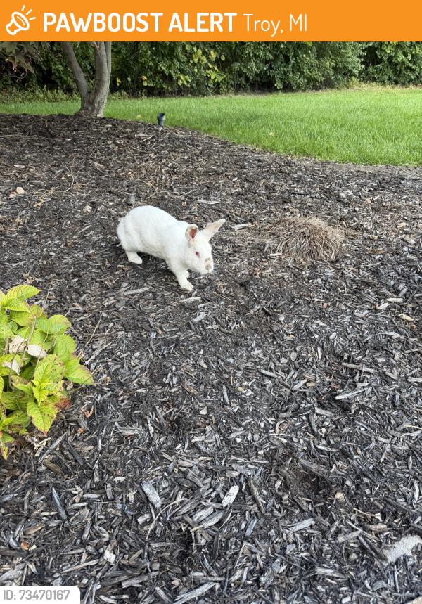 Found/Stray Unknown Rabbit last seen Big beaver and crooks, Troy, MI 48084