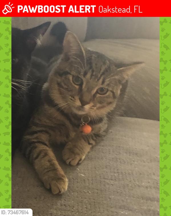 Lost Female Cat last seen Oakstead Blvd and SR 54, Oakstead, FL 34638