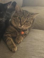 Lost Female Cat last seen Oakstead Blvd and SR 54, Oakstead, FL 34638