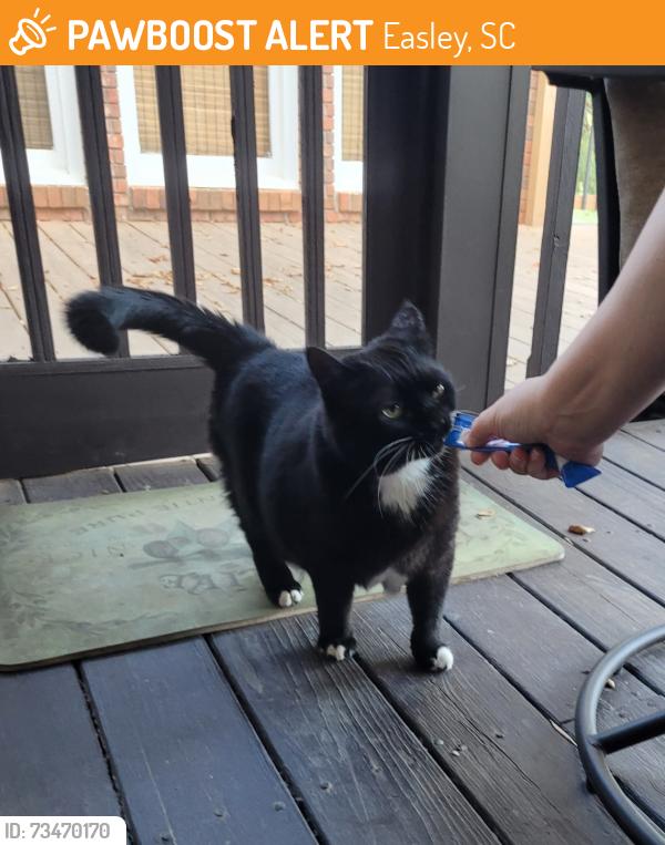 Found/Stray Unknown Cat last seen Sheffield Rd/Killarney Way, Easley, SC 29642