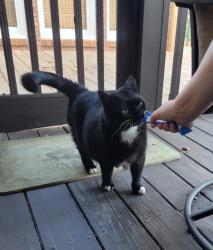 Found/Stray Unknown Cat last seen Sheffield Rd/Killarney Way, Easley, SC 29642
