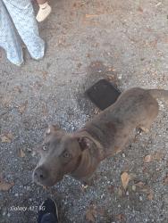 Found/Stray Female Dog last seen Chestnut st, Montgomery, AL 36112