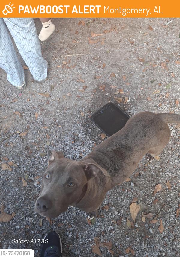 Found/Stray Female Dog last seen Chestnut st, Montgomery, AL 36112