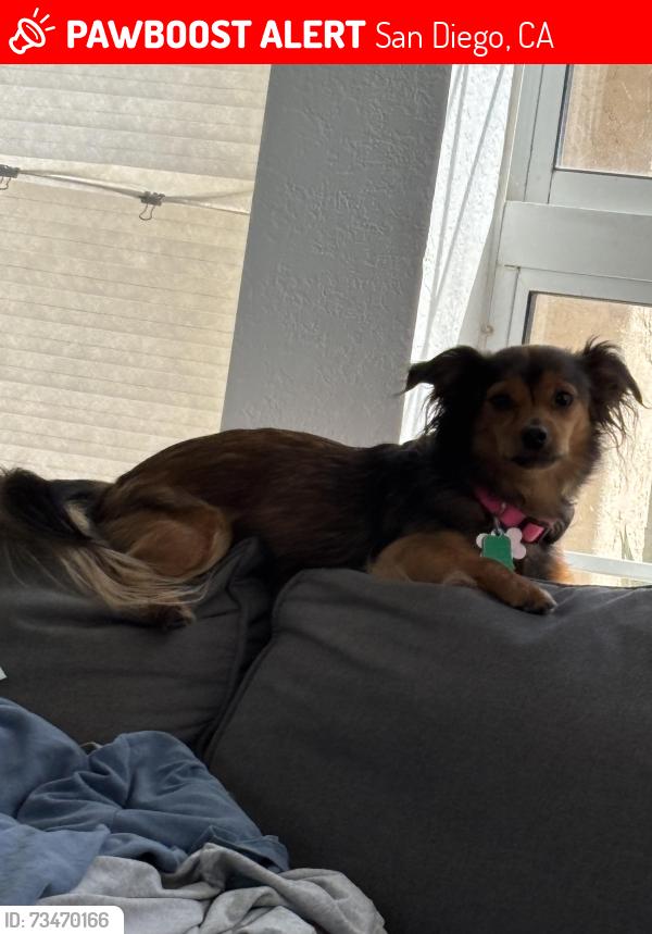Lost Female Dog last seen Hilltop Park, San Diego, CA 92129