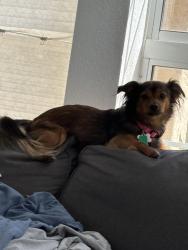 Lost Female Dog last seen Hilltop Park, San Diego, CA 92129