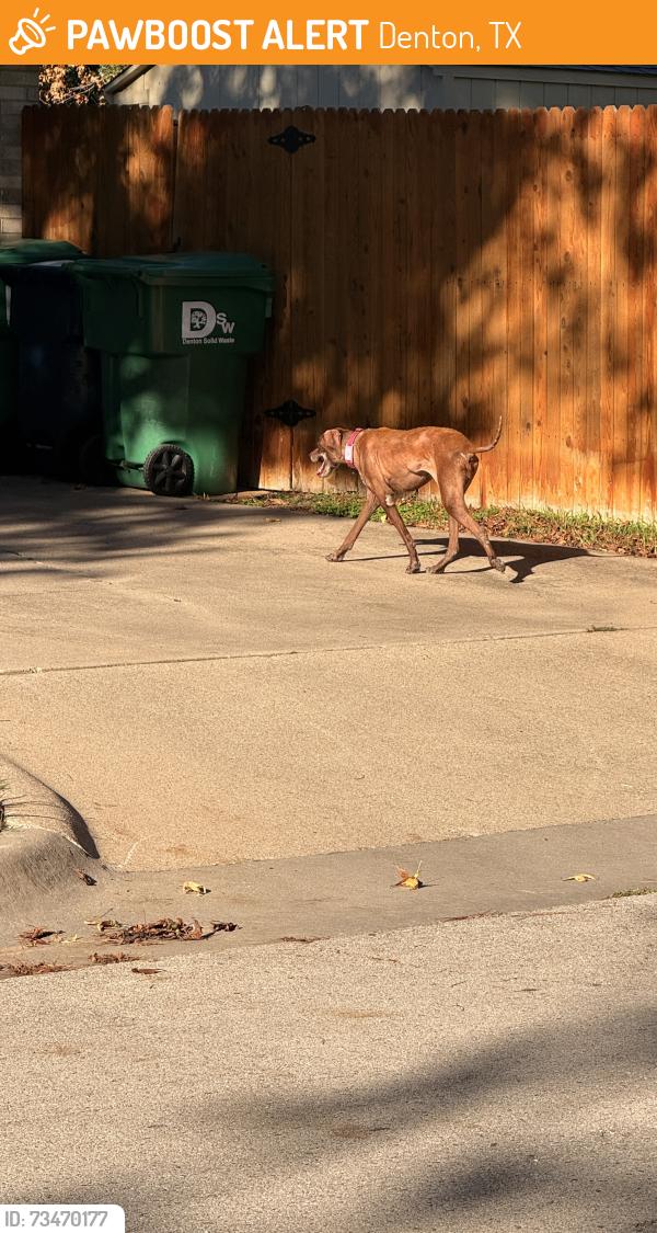 Found/Stray Unknown Dog last seen Churchill at Nottingham, Denton, TX 76209