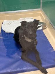 Found/Stray Male Dog last seen Jack jones and county home, Winterville, NC 28590