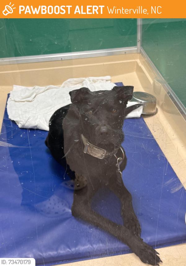 Found/Stray Male Dog last seen Jack jones and county home, Winterville, NC 28590
