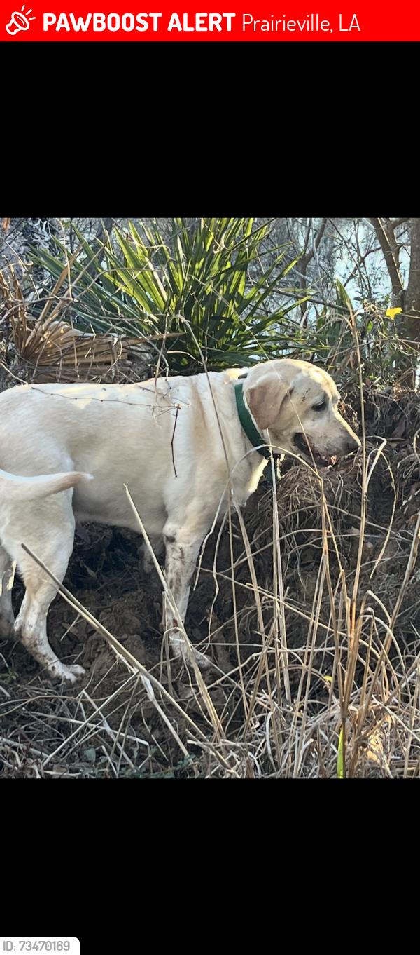 Lost Female Dog last seen Blythe rd, Prairieville, LA 70769