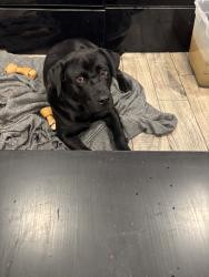 Reunited Male Dog last seen Colfax and Quail, Lakewood, CO 80215