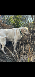 Lost Female Dog last seen Blythe rd, Prairieville, LA 70769