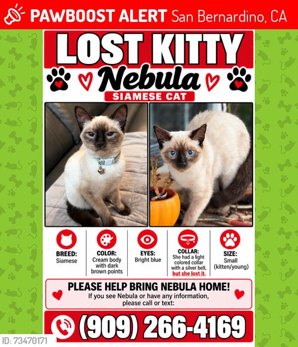 Lost Female Cat last seen Olive & Muir Montain way, San Bernardino, CA 92407