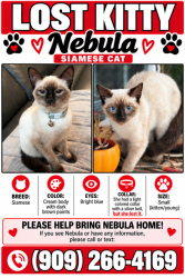 Lost Female Cat last seen Olive & Muir Montain way, San Bernardino, CA 92407