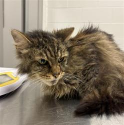 Shelter Stray Male Cat last seen Near, 5001 E Raymond St, Indianapolis, IN 46203, USA