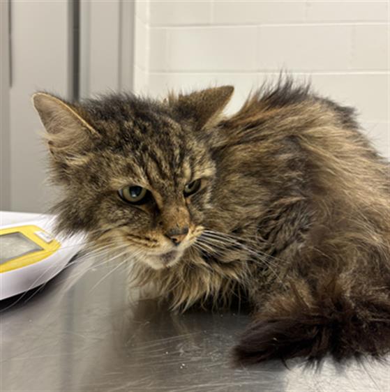 Shelter Stray Male Cat last seen Near, 5001 E Raymond St, Indianapolis, IN 46203, USA