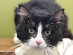 Shelter Stray Male Cat last seen 55TH ST AND VAN BUREN, 5501 E Van Buren St, Phoenix, AZ 85008, USA