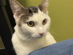 Shelter Stray Male Cat last seen , 5501 E Van Buren St, Phoenix, AZ 85008, USA
