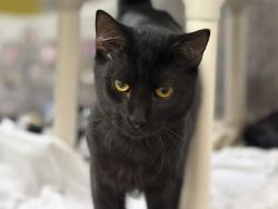 Shelter Stray Male Cat last seen A26-106652, 5501 E Van Buren St, Phoenix, AZ 85008, USA