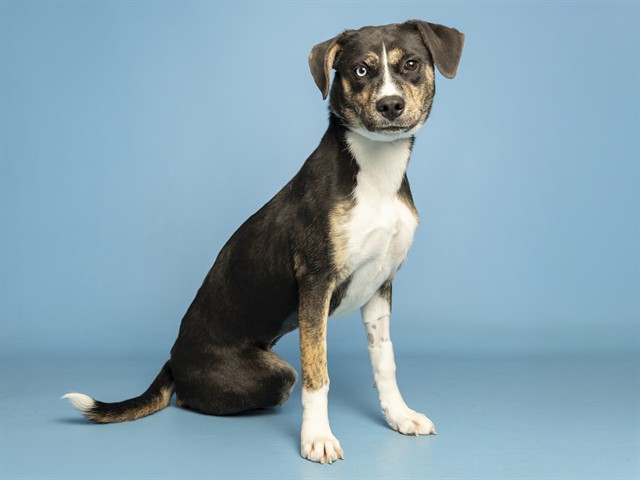 Shelter Stray Female Dog last seen 35TH AVE/MCODWELL RD, 5501 E Van Buren St, Phoenix, AZ 85008, USA