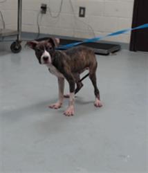 Shelter Stray Male Dog last seen Near BLOCK DEEP CREEK RD, FAYETTEVILLE NC 28312, 4704 Corporation Dr, Fayetteville, NC 28306, USA