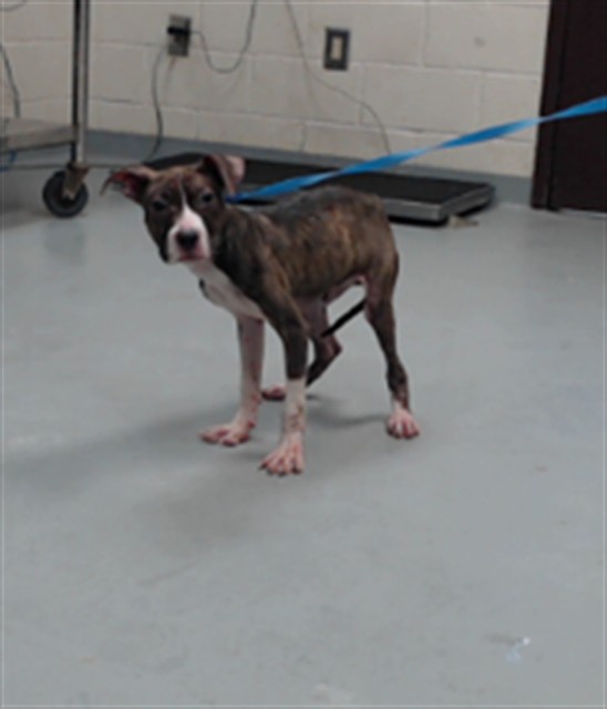 Shelter Stray Male Dog last seen Near BLOCK DEEP CREEK RD, FAYETTEVILLE NC 28312, 4704 Corporation Dr, Fayetteville, NC 28306, USA