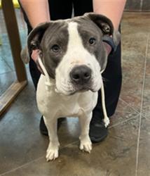 Shelter Stray Male Dog last seen BLANCO ST, 31078 LA-36, Lacombe, LA 70445, USA
