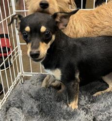 Shelter Stray Female Dog last seen RONALD REAGAN, 31078 LA-36, Lacombe, LA 70445, USA