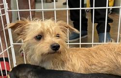 Shelter Stray Female Dog last seen RONALD REAGAN, 31078 LA-36, Lacombe, LA 70445, USA
