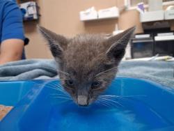 Shelter Stray Male Cat last seen E 8TH ST AND K AVE, 130 Beyer Way, Chula Vista, CA 91911, USA